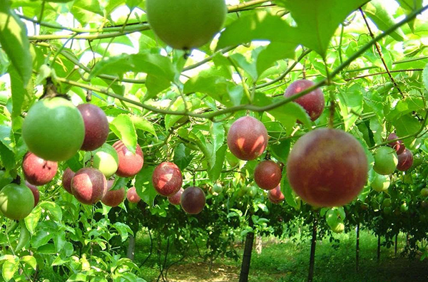 Kỹ thuật phòng trừ tổng hợp sâu bệnh gây hại cây Chanh dây